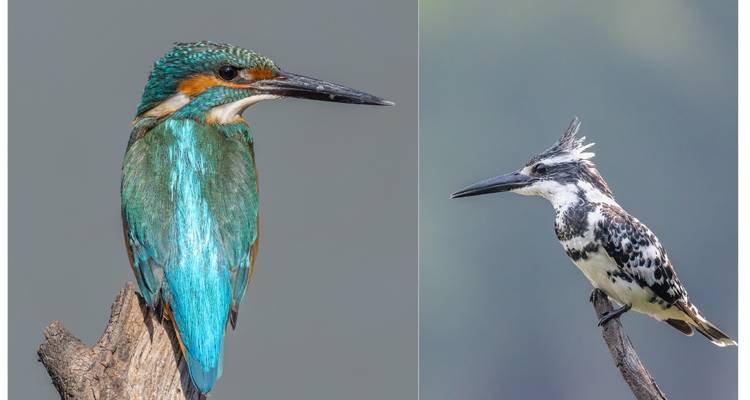 Side-by-side studio shots of two colourful kingfisher species perched on branches.