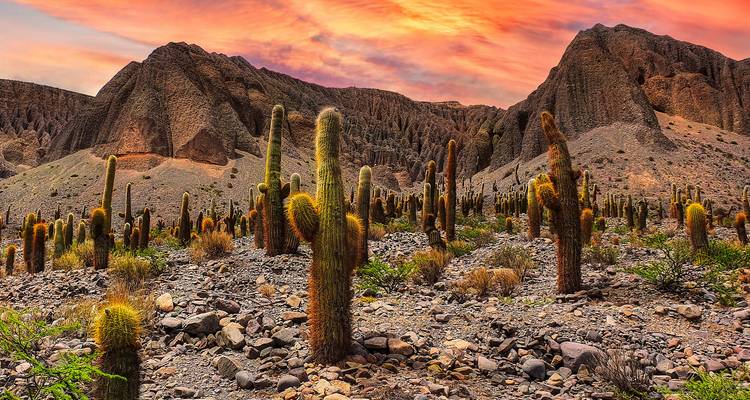 Dramatic desert valley filled with tall cacti under vivid pink and orange sunset sky.