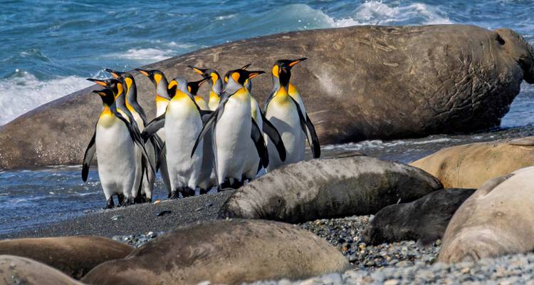 Group of king penguins stands near large elephant seals on a pebbled Antarctic beach.