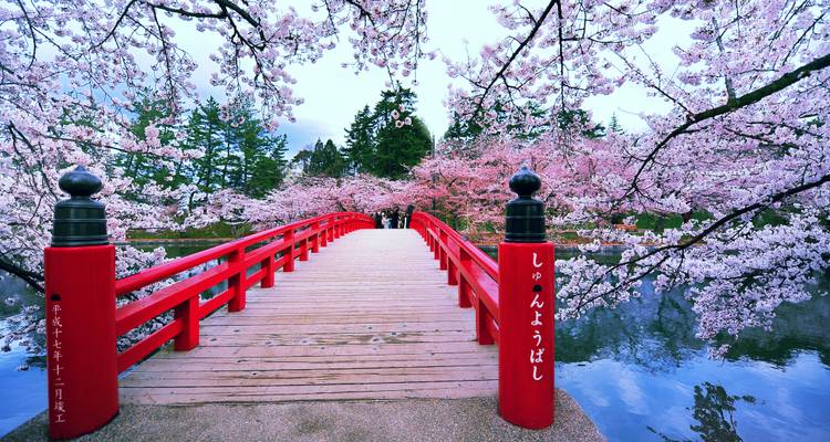Red wooden bridge framed by blooming cherry blossoms spans a reflective moat in Hirosaki Park.