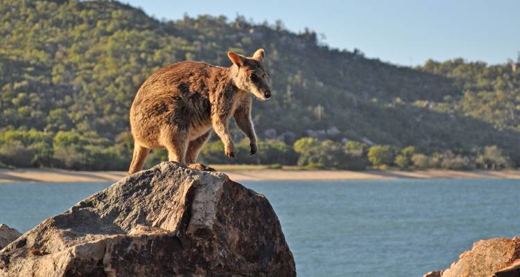 Rock-wallaby poised on a large boulder overlooking blue sea and forested coastline.