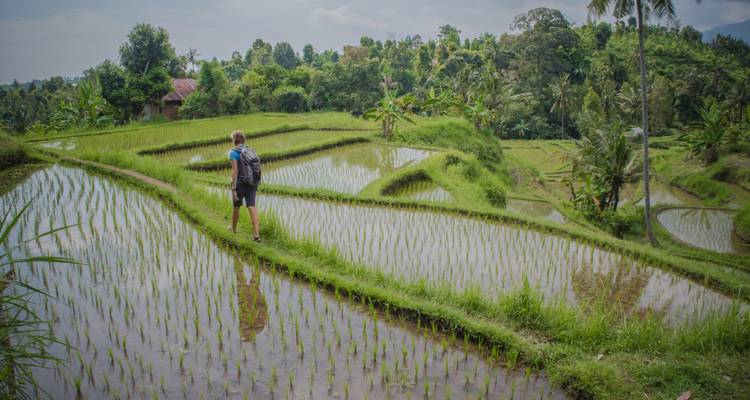 Hiker walking narrow paths through terraced rice paddies filled with reflective water.