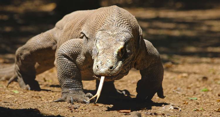 Close-up of a Komodo dragon walking on dry ground with its forked tongue extended.