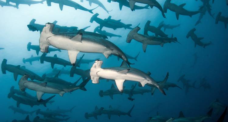 Grote verzameling hamerhaai-haaien silhouet tegen de blauwe diepten van de oceaan.