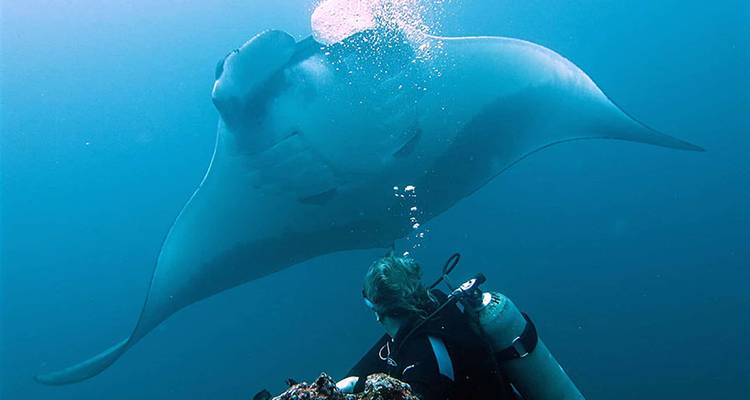 Duiker observeert een enorme mantarog die boven hem glijdt in kristalhelder water.