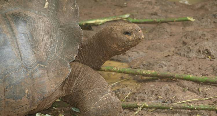Close-up van een reuzenschildpad van de Galápagos met gestructureerd schild en modderige omgeving.