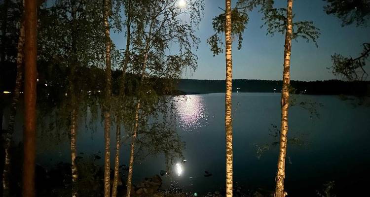 Moonlight shimmers on a tranquil forest lake viewed through slender birch trunks on a calm night.