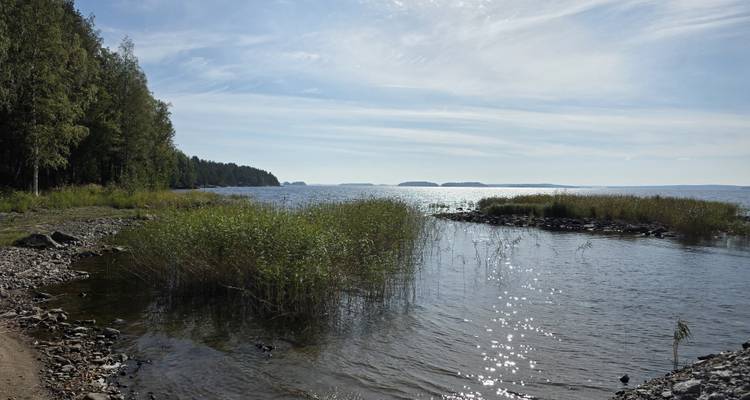 A reed-lined shoreline meets sparkling lake waters with forested peninsulas visible in the hazy distance.