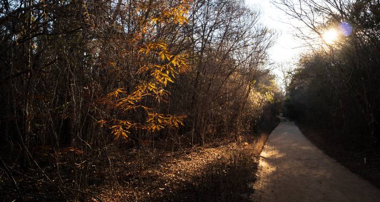 Sendero forestal arenoso bañado por el sol de última hora de la tarde con árboles desnudos y hojas doradas.