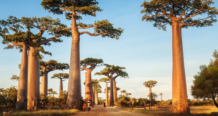 Los imponentes baobabs bordean un camino polvoriento bañado por la cálida luz de la tarde mientras los lugareños pasean bajo ellos.
