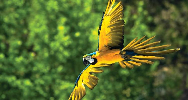 A brilliant blue-and-yellow macaw soars with wings fully spread against a soft green forest backdrop.