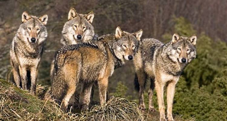 Four grey wolves stand alert together on a grassy knoll with forest backdrop.