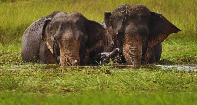 Two Asian elephants relax half-submerged in a lush green waterhole.