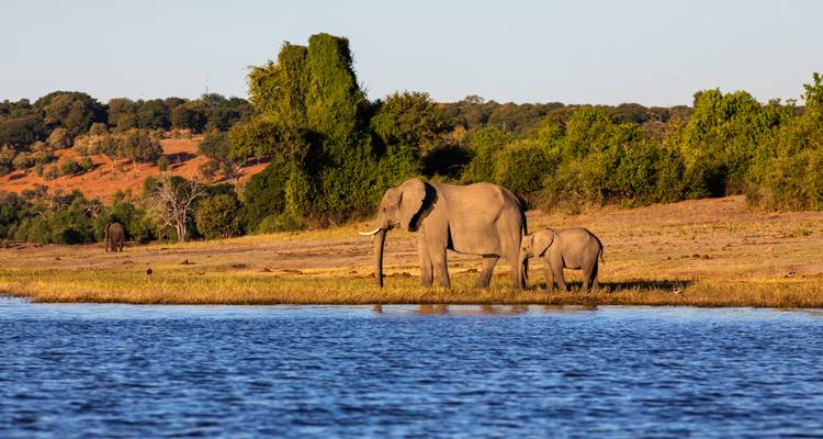 Un éléphant adulte et son petit se tiennent au bord de l'eau dans une lumière dorée avec des arbres de savane en arrière-plan.