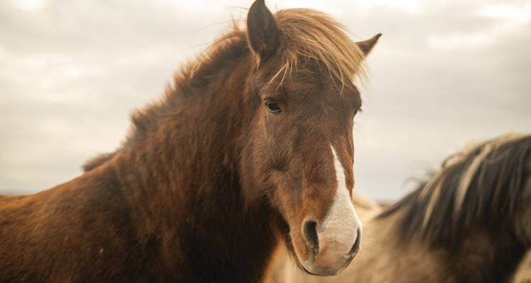 Portrait d'un cheval islandais aux crins fouettés par le vent sur un ciel gris