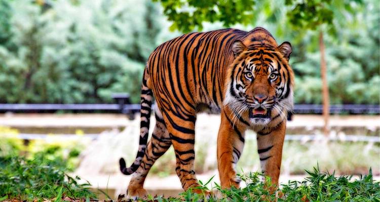 Tigre de Bengala de pie alerta sobre hierba exuberante con fondo de bosque
