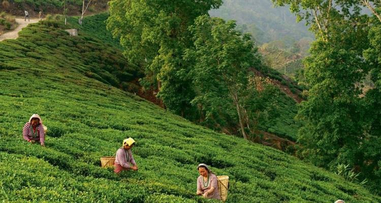 Women in colorful attire pluck tea leaves on lush green terraced slopes.