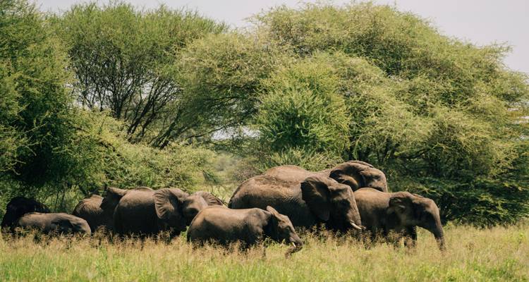 Un troupeau d'éléphants d'Afrique broute parmi les hautes herbes sous des acacias denses.