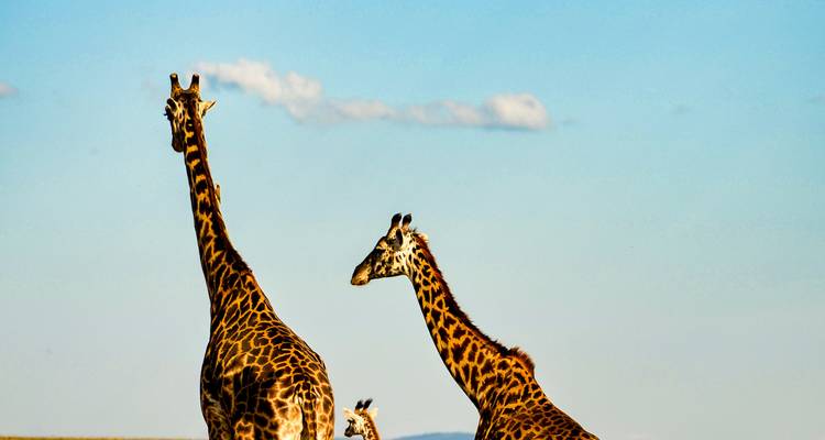 Des girafes adultes et juvéniles se dressent contre un ciel bleu dégagé dans la savane ouverte.