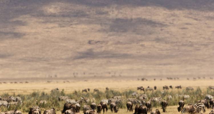 Des troupeaux lointains de gnous et de zèbres paissent à travers le sol d'une vaste vallée aride.