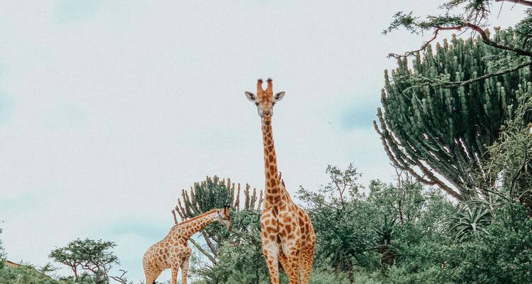 Une grande girafe encadrée par des plantes du désert se dresse sous un ciel nuageux lumineux tandis qu'une autre se nourrit à proximité.