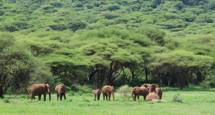 Les éléphants se promènent à travers une clairière verdoyante bordée d'une forêt dense d'acacias.