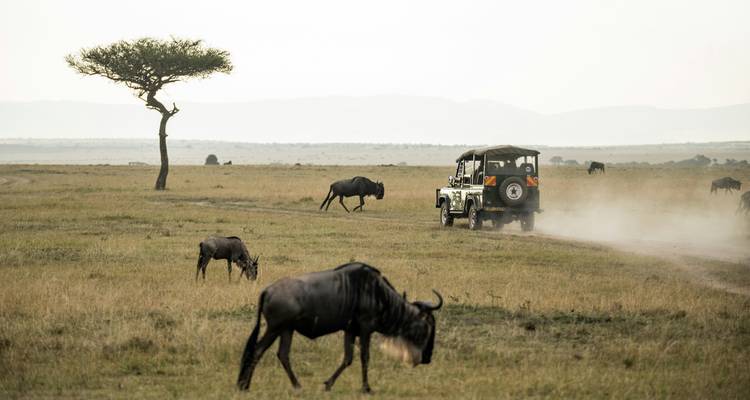 Une jeep de safari soulève la poussière en traversant une vaste savane africaine parsemée de gnous broutant et d'un acacia solitaire avec des collines brumeuses au loin.