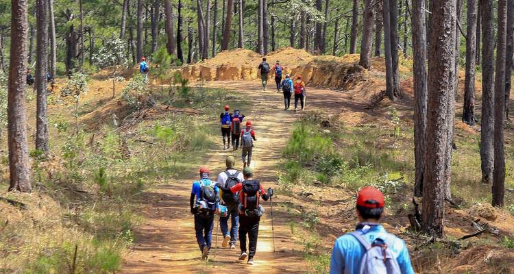 Foto duplicada de excursionistas caminando por un sendero de bosque de pinos iluminado por el sol.