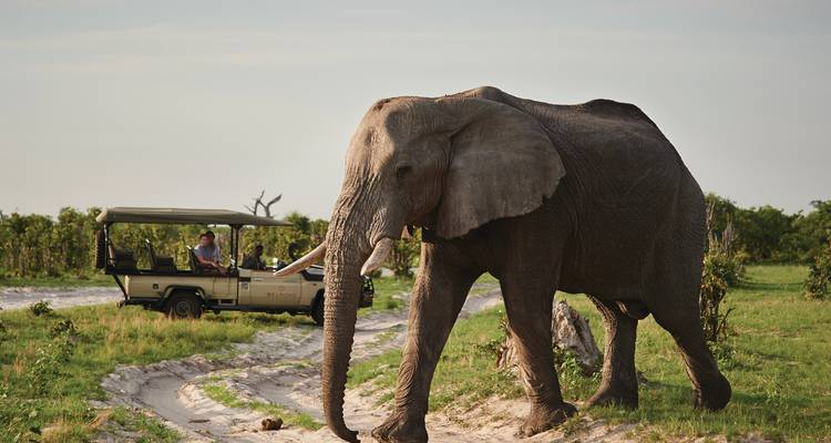 Een grote olifant stapt over een zanderig pad in de buurt van een safarivehukel dat toeristen door groene bosveld vervoert.
