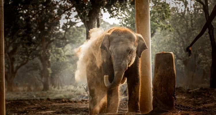 Junger Elefant wirft sich in geflecktem Dschungellicht voller Freude Staub über den Körper.