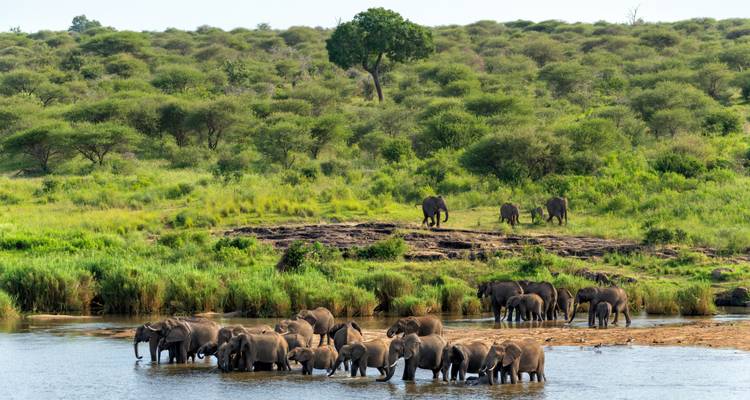 Grand troupeau d'éléphants rassemblé au bord d'une rivière avec un arrière-plan de brousse verdoyante luxuriante.