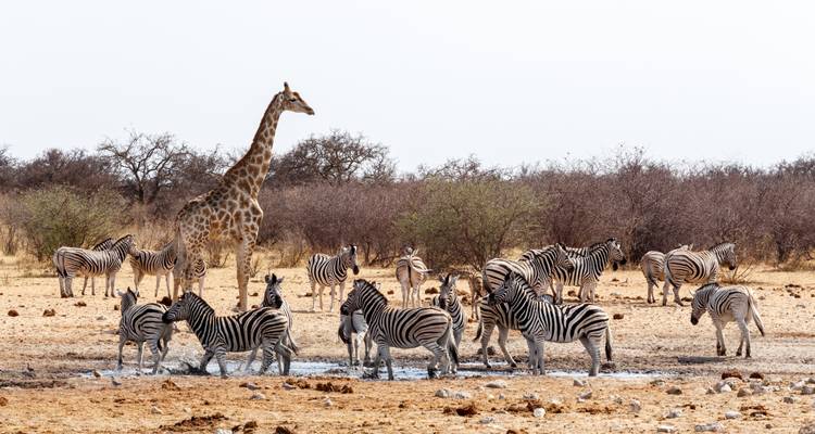 Giraffe and large herd of zebras gather around a watering hole in a dry, open savannah.