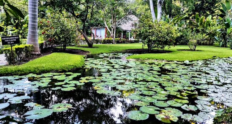 Lush garden pond covered with lily pads, framed by manicured lawns, trees and tropical plants.
