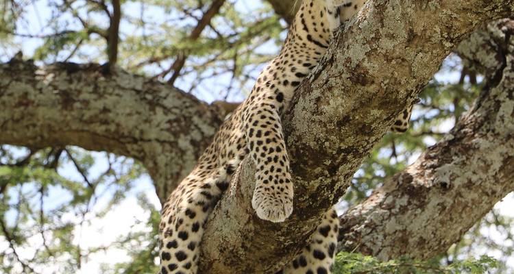 Un leopardo descansa en la rama de un árbol de acacia, con sus patas moteadas colgando hacia abajo.