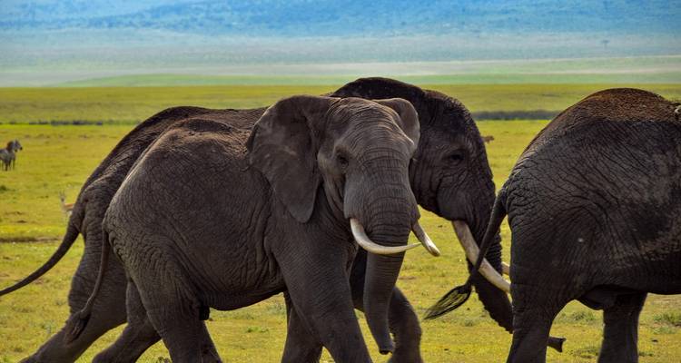 Una pequeña manada de elefantes camina a grandes pasos a través de una vasta llanura verde con colinas distantes.