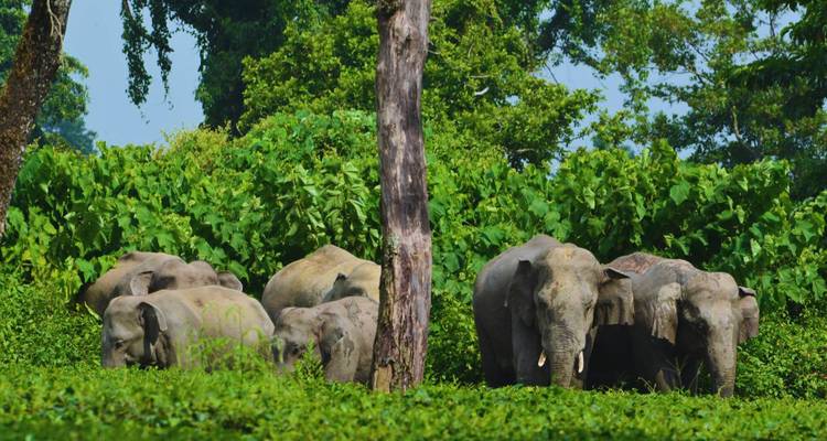 A small herd of Asian elephants emerges from dense green jungle foliage.