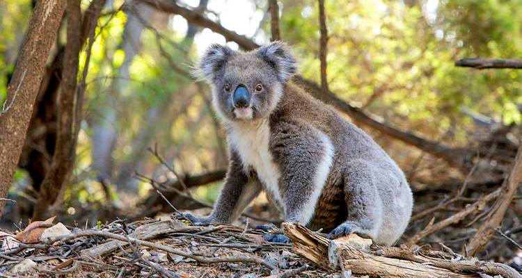 Close-up of a koala sitting on forest floor among eucalyptus branches, staring at the camera.