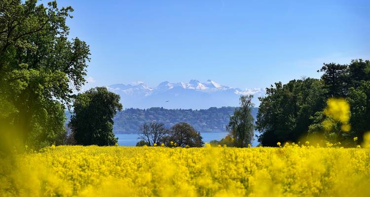 Campo florido de color amarillo brillante enmarcando un lago distante y una cordillera nevada bajo un cielo despejado.