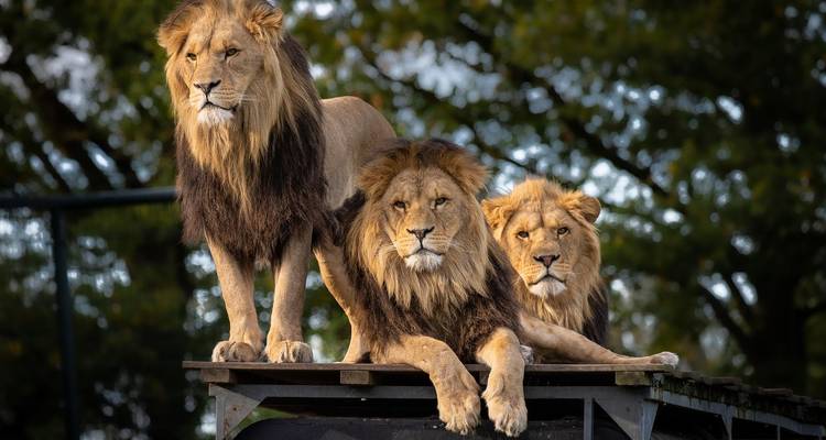 Tres leones macho posando en una plataforma de madera con árboles suavemente difuminados detrás