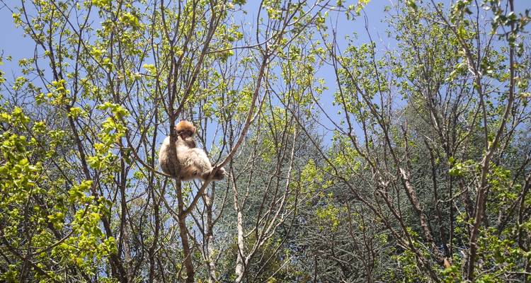 Barbary macaque perched high in leafy branches against a clear blue sky.