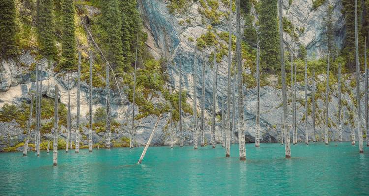 Les eaux turquoise du lac Kaindy avec des troncs d'arbres submergés s'élevant entre des falaises rocheuses escarpées et des conifères.