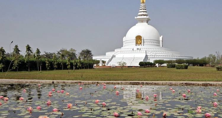 Weiße kuppelförmige Weltfriedenpagode spiegelt sich in einem Lotusteich mit gepflegten Rasenflächen und wolkenlosem Himmel