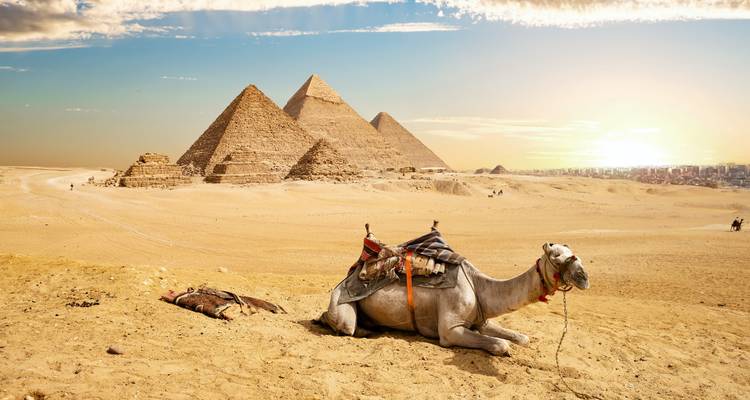 Camel resting on golden desert sand with the three Great Pyramids rising behind at sunrise.
