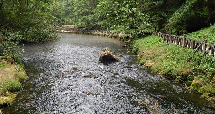 A serene woodland river flows beside a wooden footpath under lush greenery.