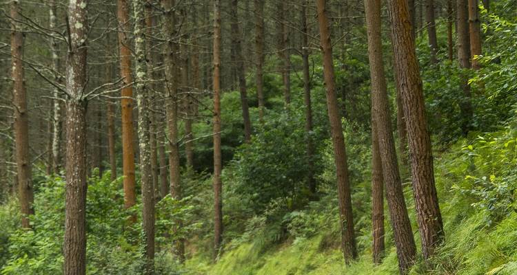 Dense pine forest with vertical tree trunks and green undergrowth in soft light.