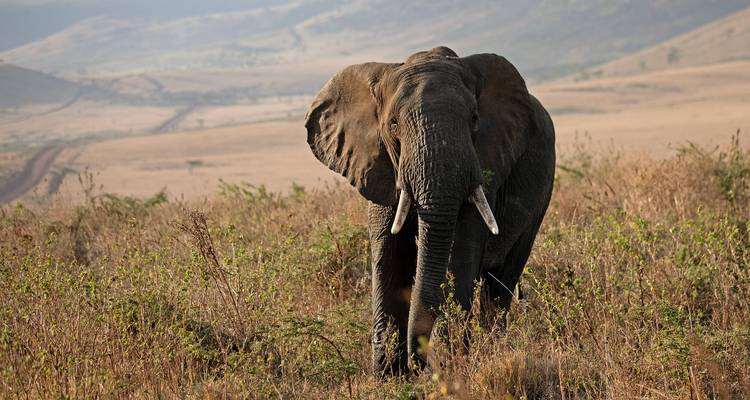 Solitary elephant strides through dry savannah grassland with distant rolling hills in the background.