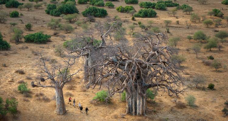 Aerial view of huge baobab trees dwarfing hikers on a dry savanna landscape