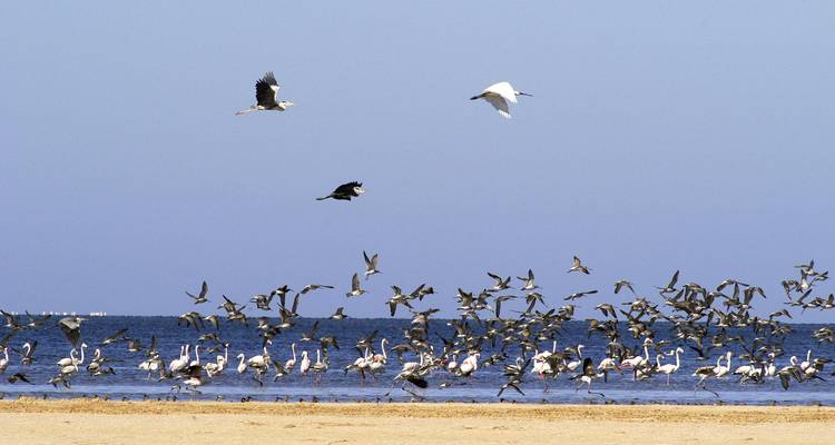 Un grand groupe de flamants roses et d'autres oiseaux de rivage se rassemblent le long du lagon côtier peu profond du Banc d'Arguin.