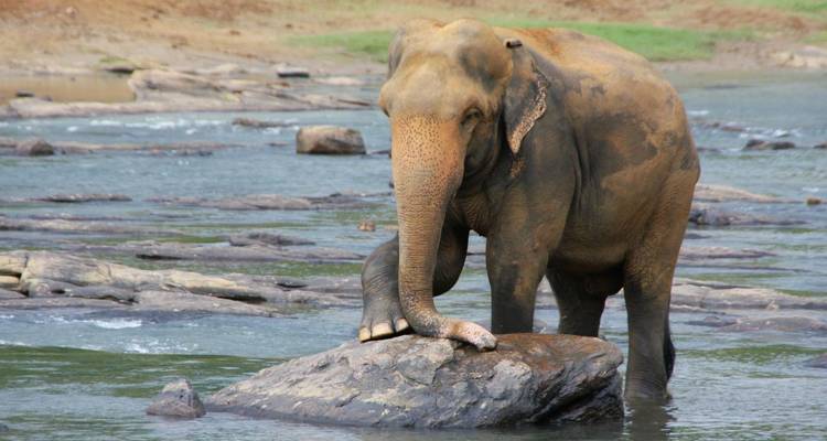 Ein einzelner Elefant hält das Gleichgewicht auf einem Felsen inmitten eines seichten Flusses.