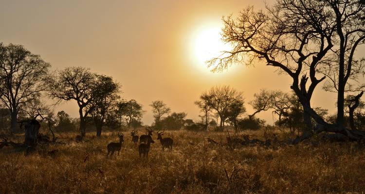 Warme Morgensonnenlicht beleuchtet Antilopen, die unter trockenen Bäumen und hohem Gras im Buschveld grasen